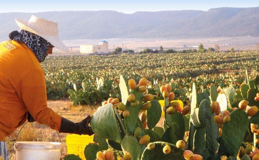 figue de barbarie bio oranic prickly pear herbalya natural care tunisia