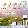 Huile essentielle d'eucalyptus citronné – Image 2