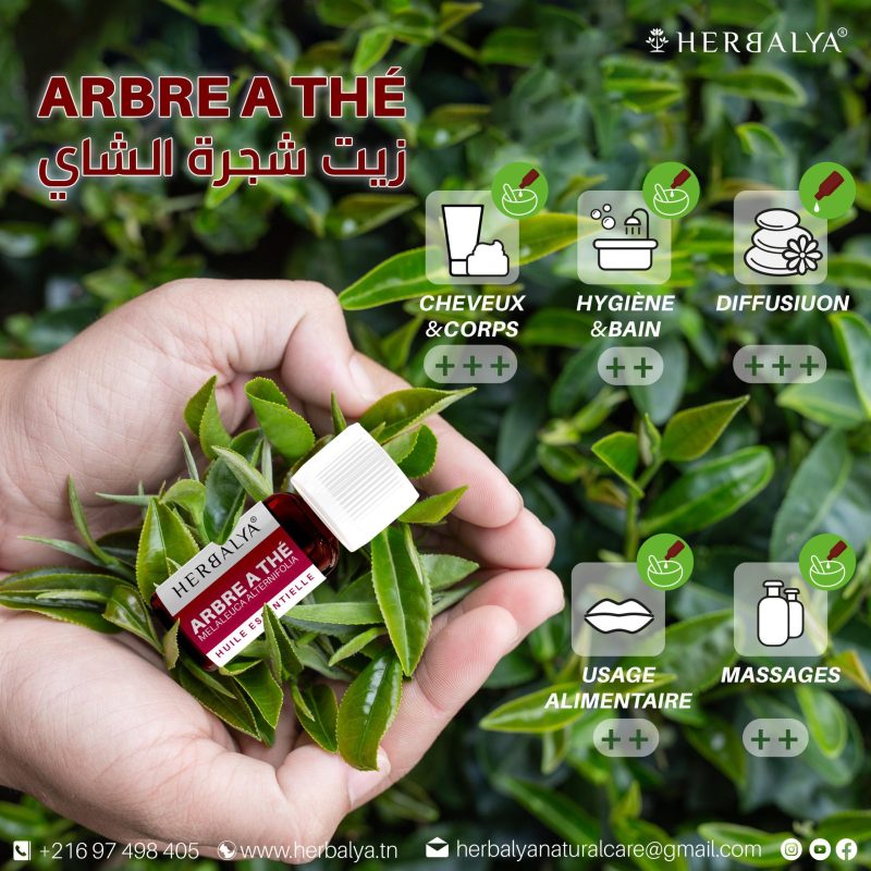 Huile essentielle de tea tree – Image 2